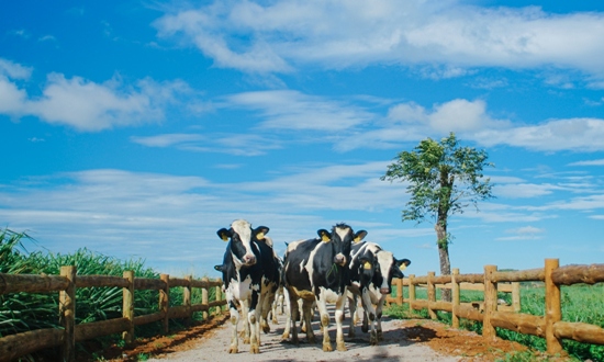 Theo chân Blogger nổi tiếng trong hành trình Vinamilk Organic Farm Tour ảnh 5